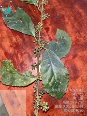 Maesa perlaria formosana