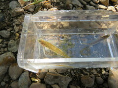 Etheostoma planasaxatile