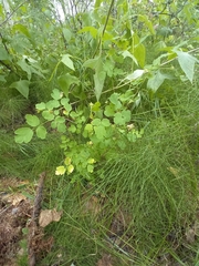 Thalictrum sparsiflorum