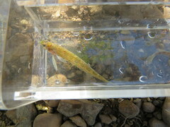 Etheostoma planasaxatile