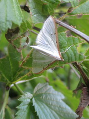 Palpita nigropunctalis