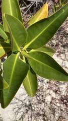 Rhizophora mangle