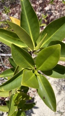 Rhizophora mangle