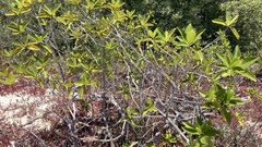 Rhizophora mangle