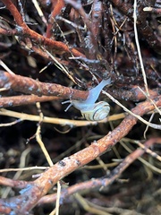 Cepaea hortensis