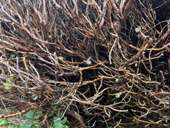 Cepaea hortensis