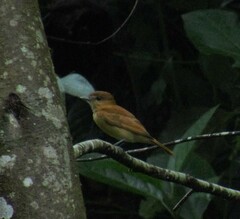 Pachyramphus cinnamomeus