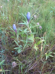 Gentiana triflora