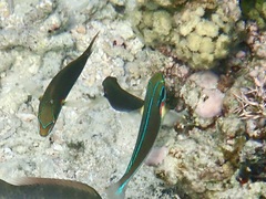 Stethojulis bandanensis