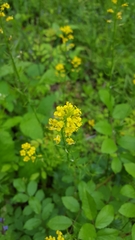 Barbarea vulgaris