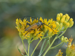Crossidius suturalis