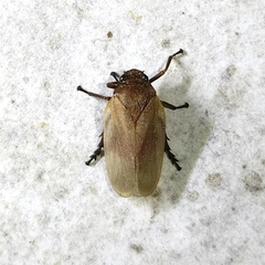 Cercopidae