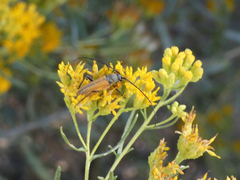 Crossidius suturalis