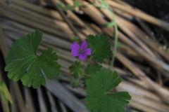 Geranium berteroanum