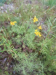 Tanacetum vulgare boreale
