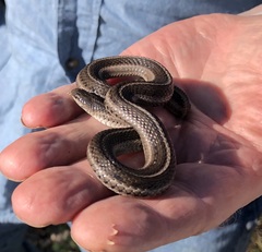 Tropidoclonion lineatum