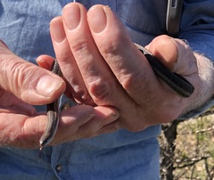 Tropidoclonion lineatum