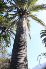 Jubaea chilensis