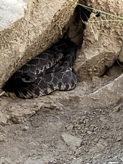 Crotalus oreganus helleri