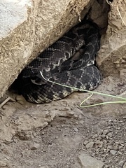 Crotalus oreganus helleri