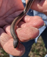 Tropidoclonion lineatum