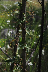 Dioscorea variifolia
