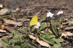 Eurema