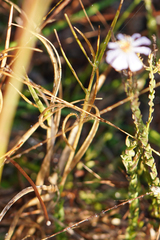 Symphyotrichum adnatum