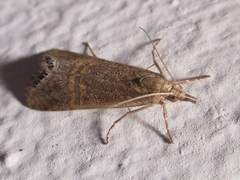 Euchromius