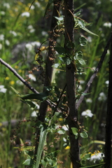 Dioscorea variifolia