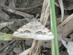 Frederickia s-signata