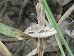 Frederickia s-signata