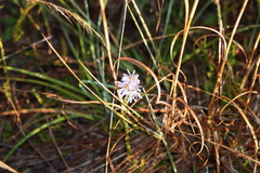 Symphyotrichum adnatum