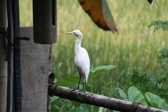 Bubulcus ibis