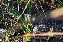 Symphyotrichum adnatum