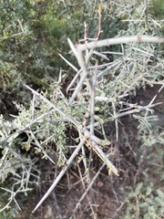 Rhamnaceae