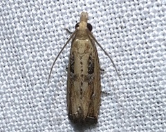 Bactra