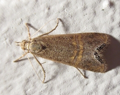 Euchromius