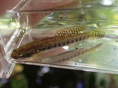 Stiphodon elegans