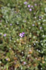 Gilia laciniata