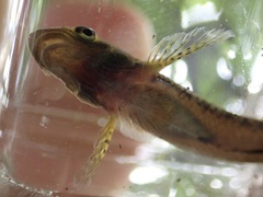 Stiphodon elegans