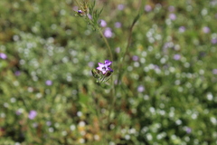 Gilia laciniata