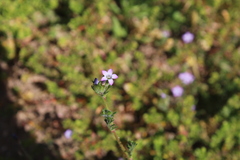 Gilia laciniata