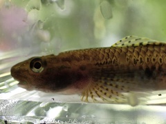 Stiphodon elegans