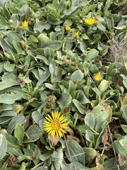 Grindelia stricta