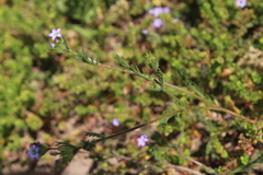 Gilia laciniata
