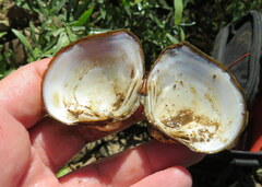 Truncilla truncata
