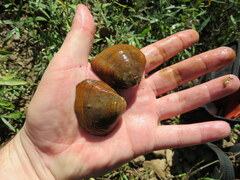 Truncilla truncata