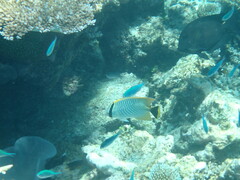 Chaetodon trifascialis