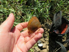 Truncilla truncata
